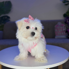 Marshmallow