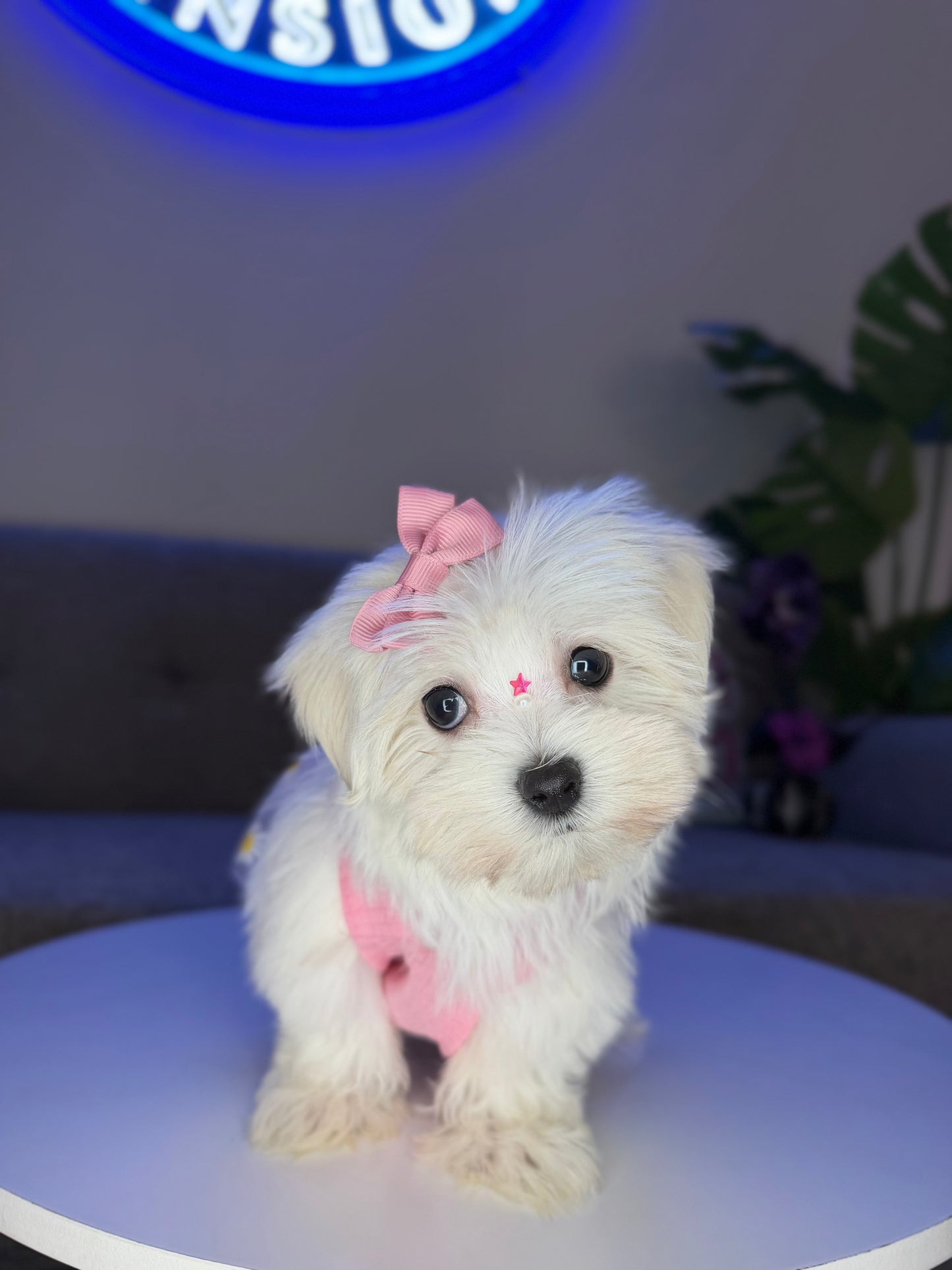 Marshmallow