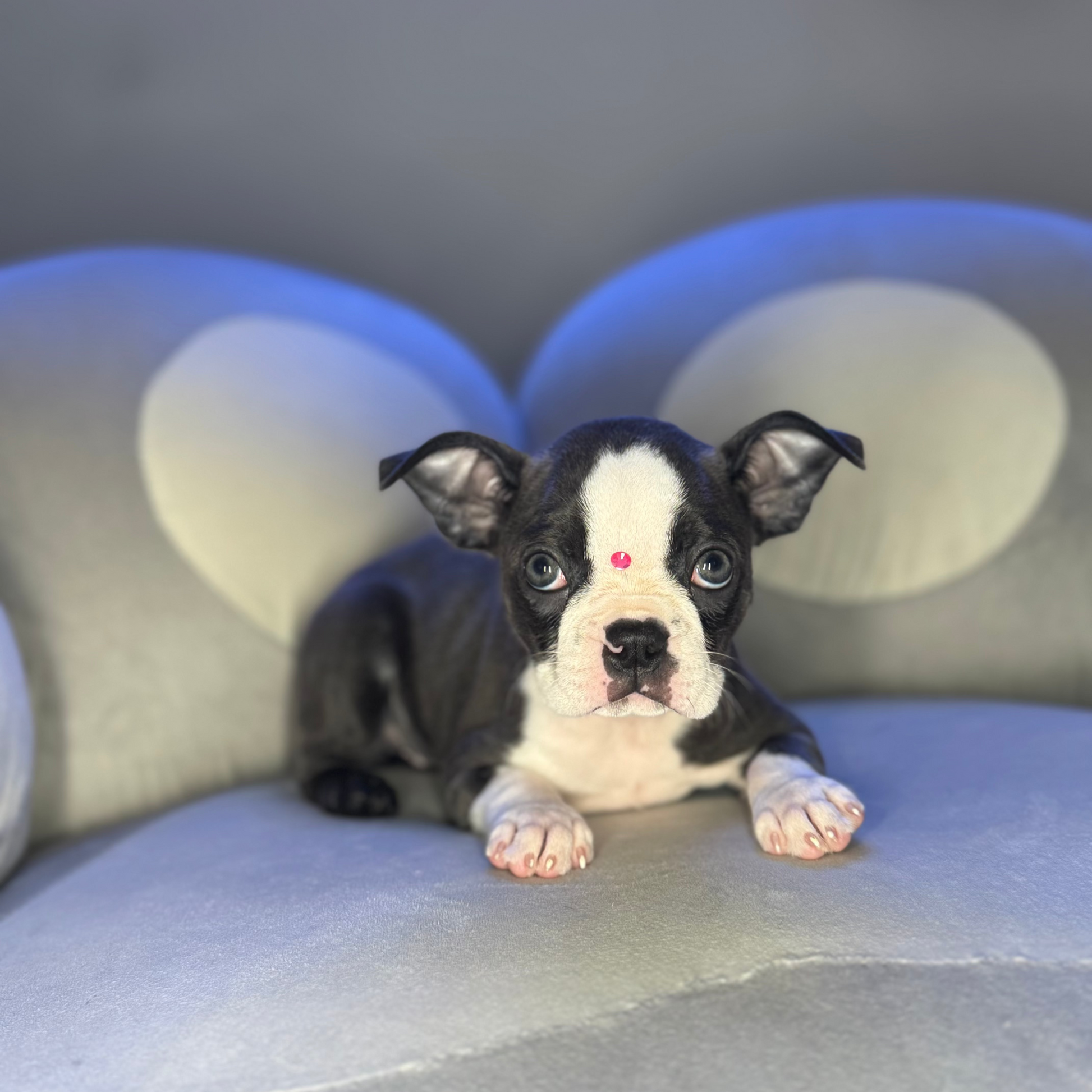 Puppy Mansion 