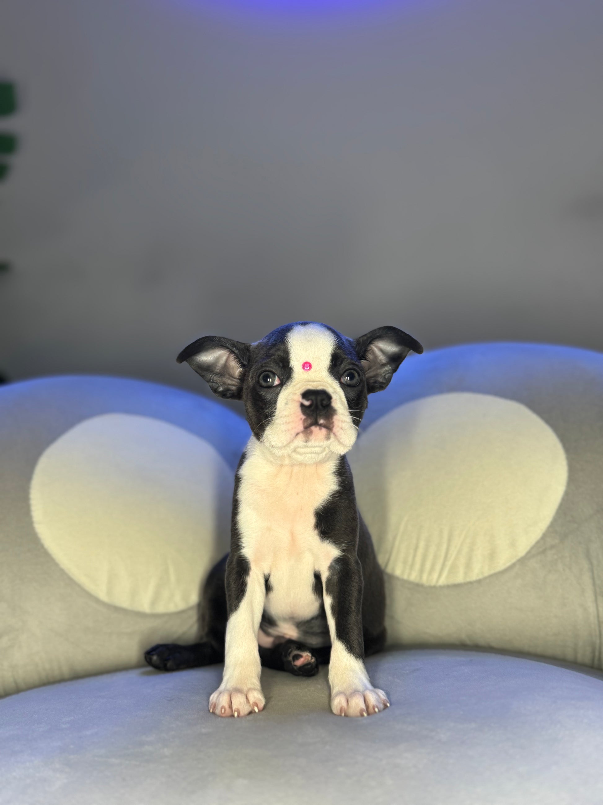 Puppy Mansion 