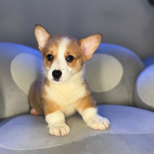 Nacho