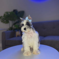 Nova