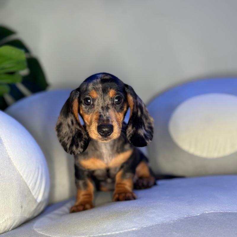 dog-image
