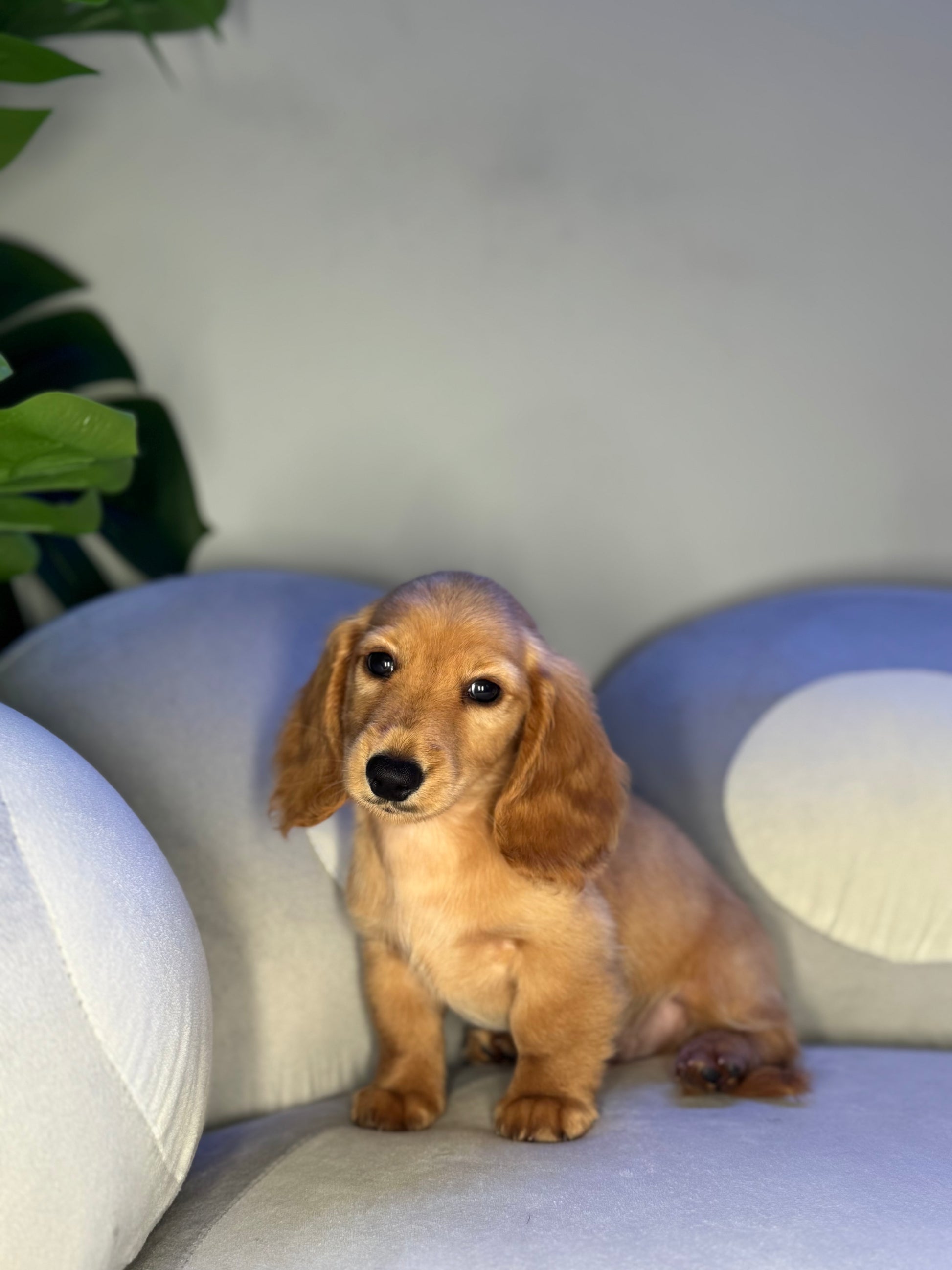 Puppy Mansion 