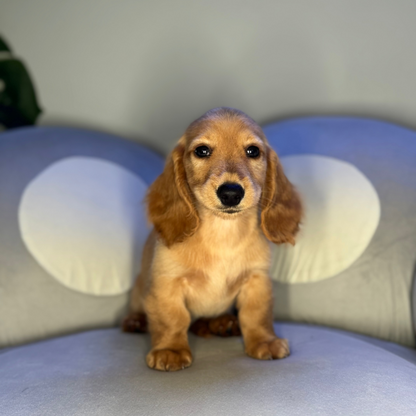 Winston