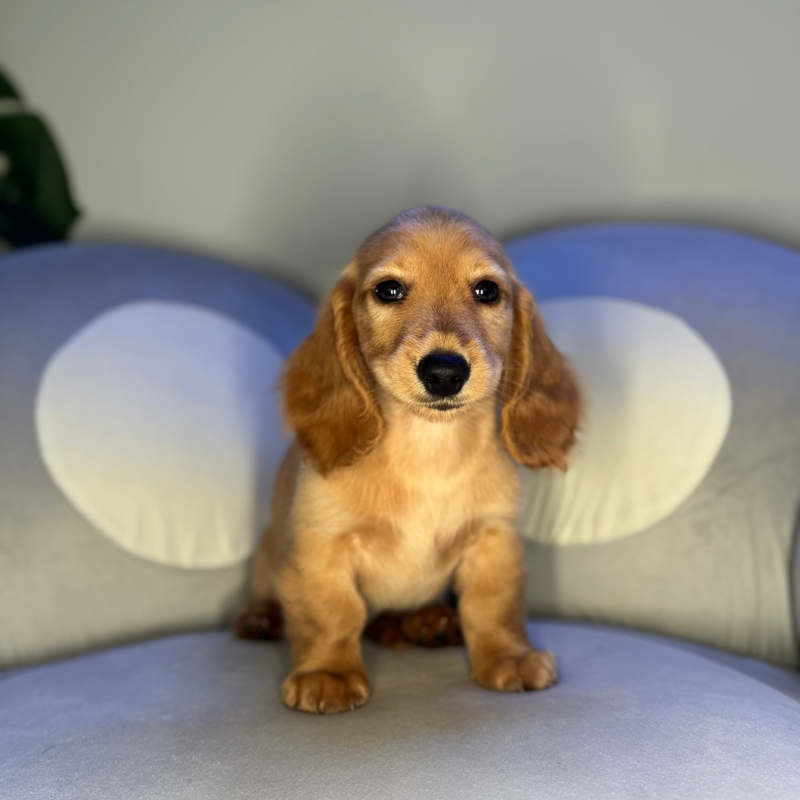 dog-image