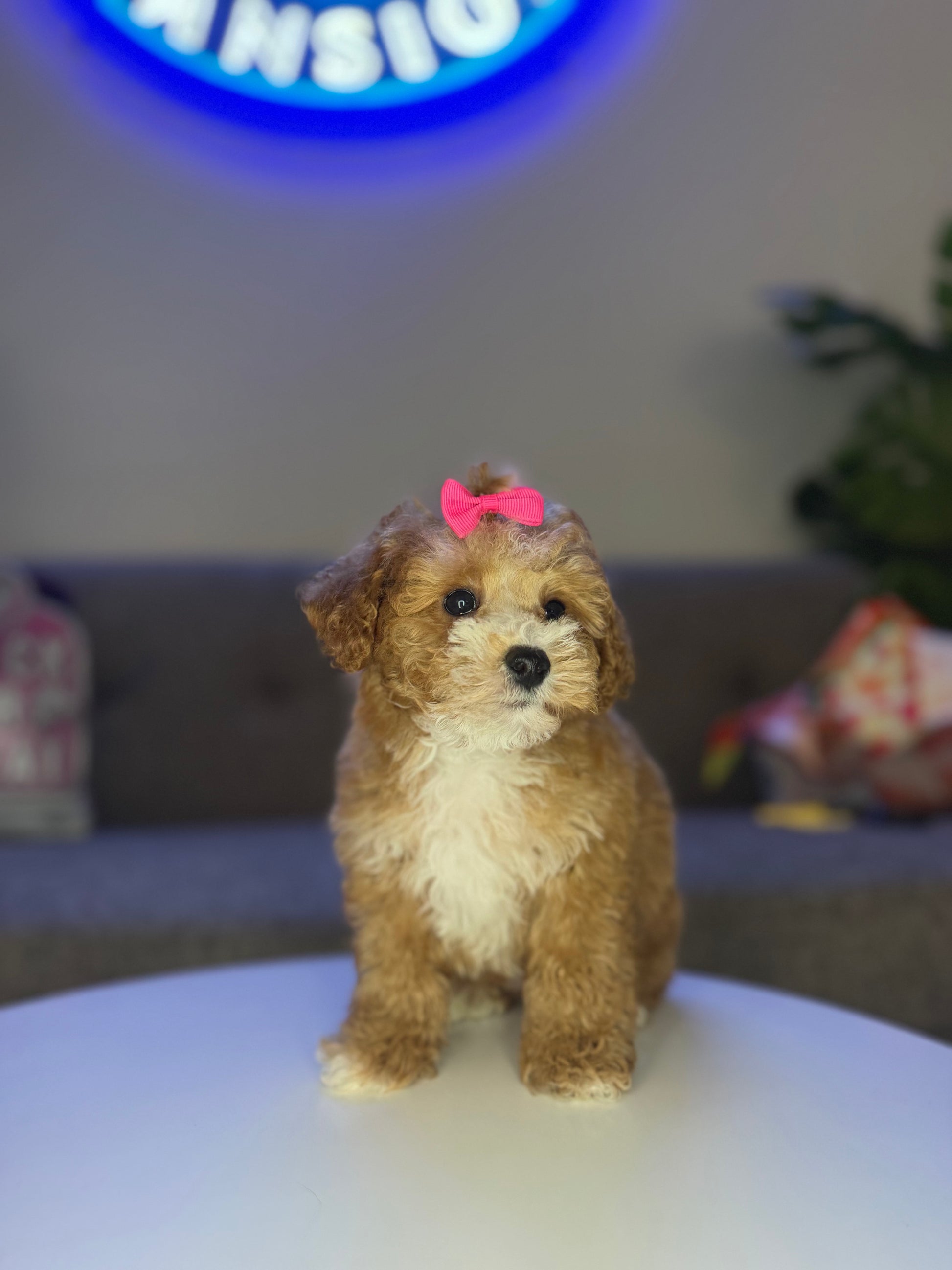 Puppy Mansion 