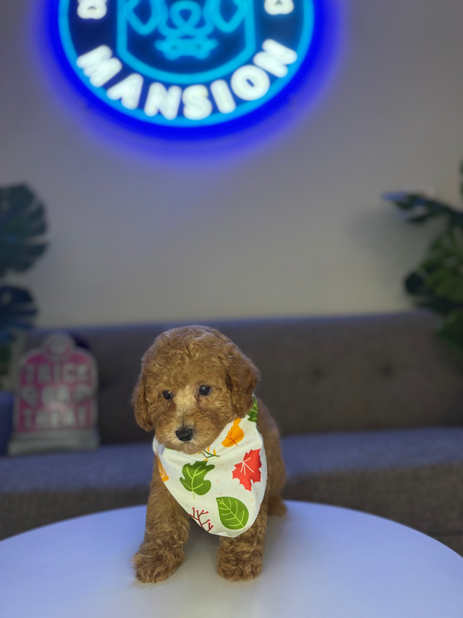 Puppy Mansion 