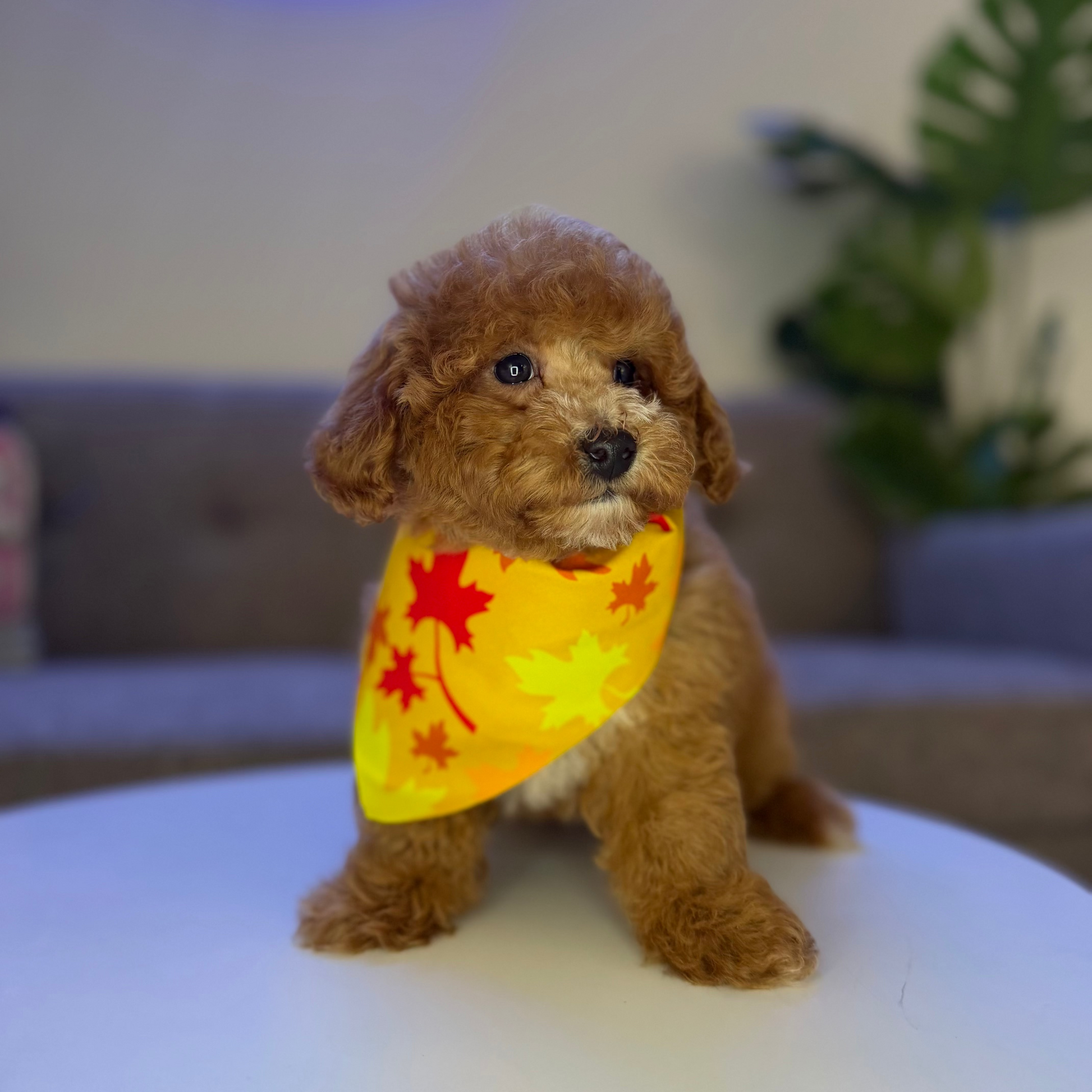 Puppy Mansion 