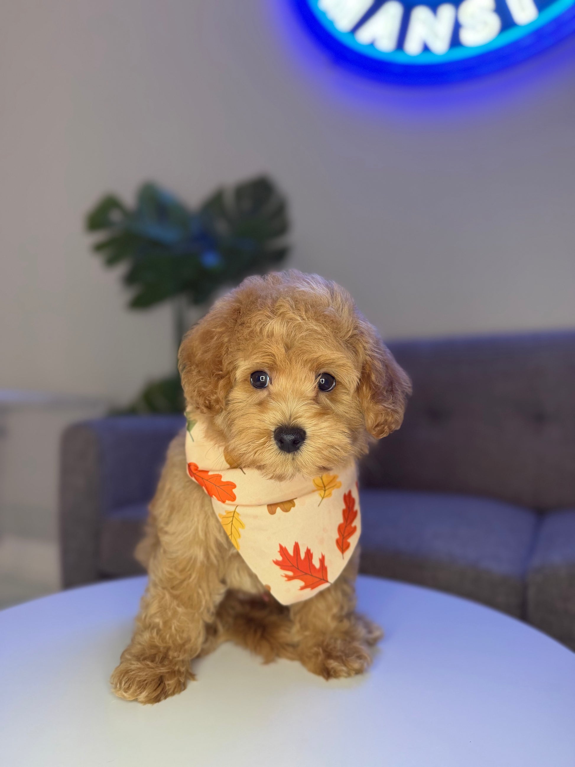 Puppy Mansion 