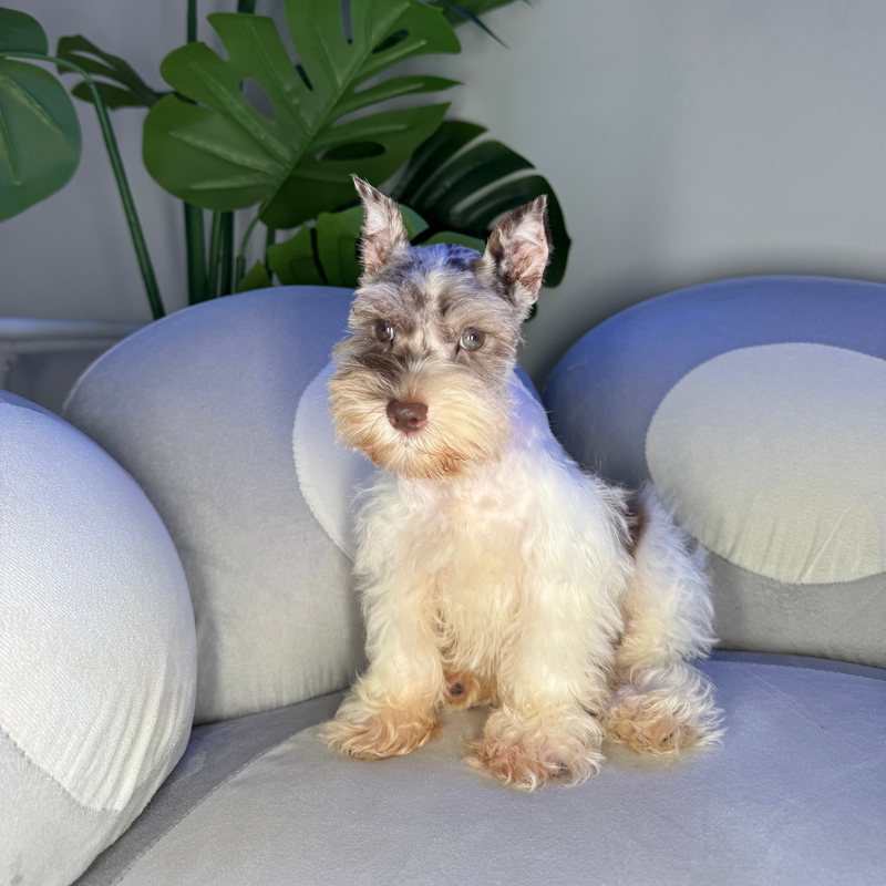 dog-image
