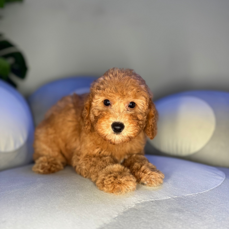 dog-image