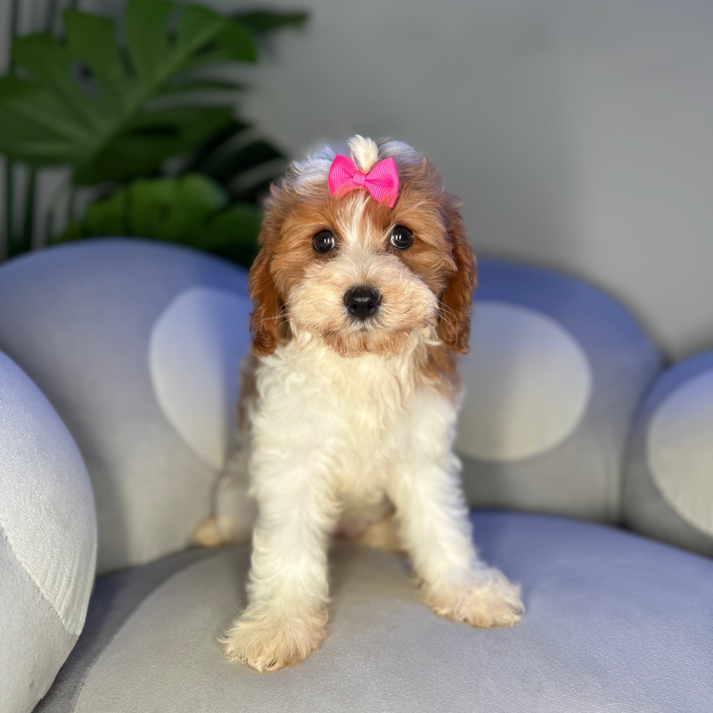 dog-image