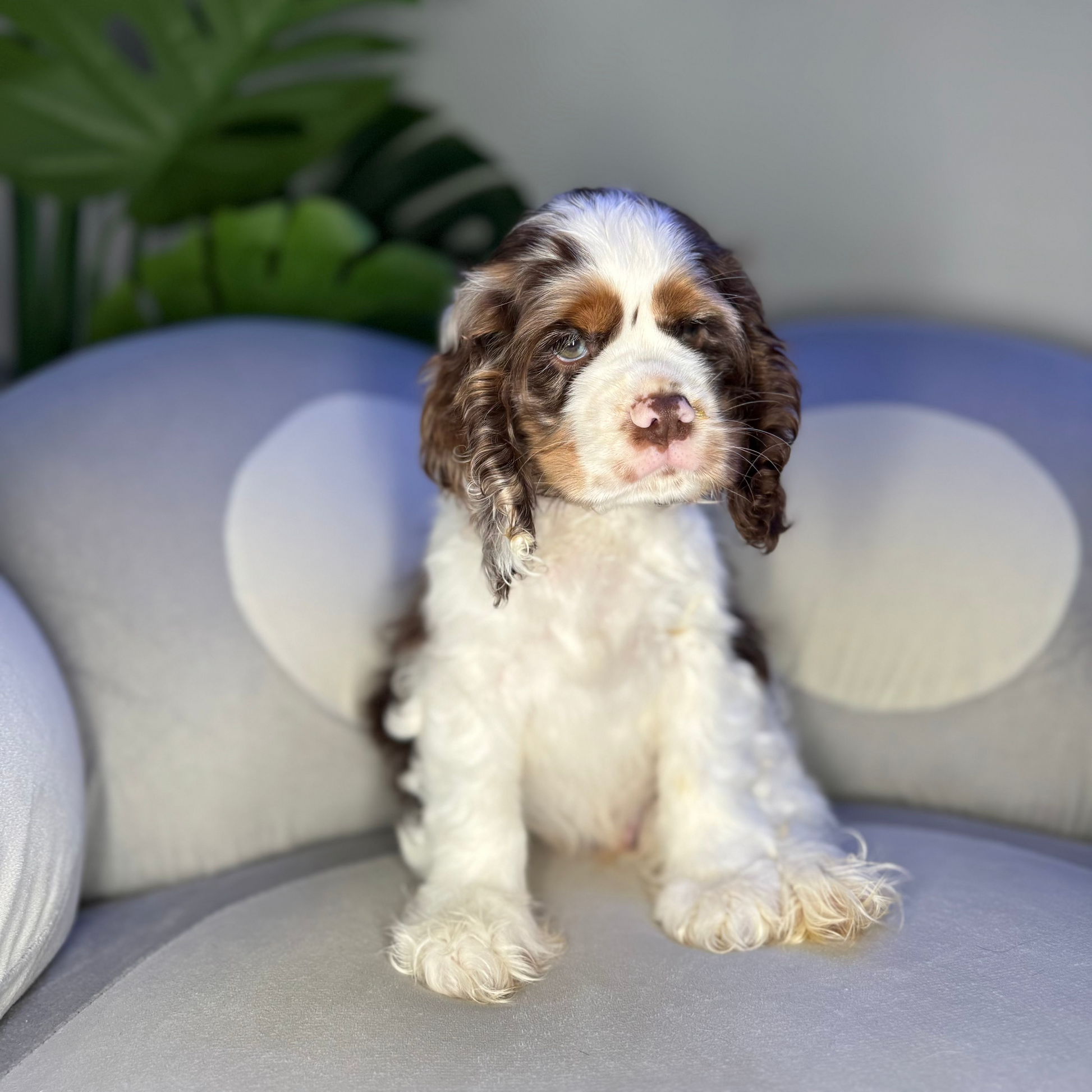 Puppy Mansion 