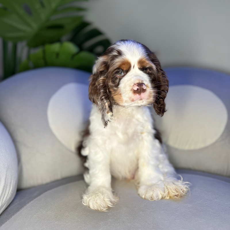 dog-image