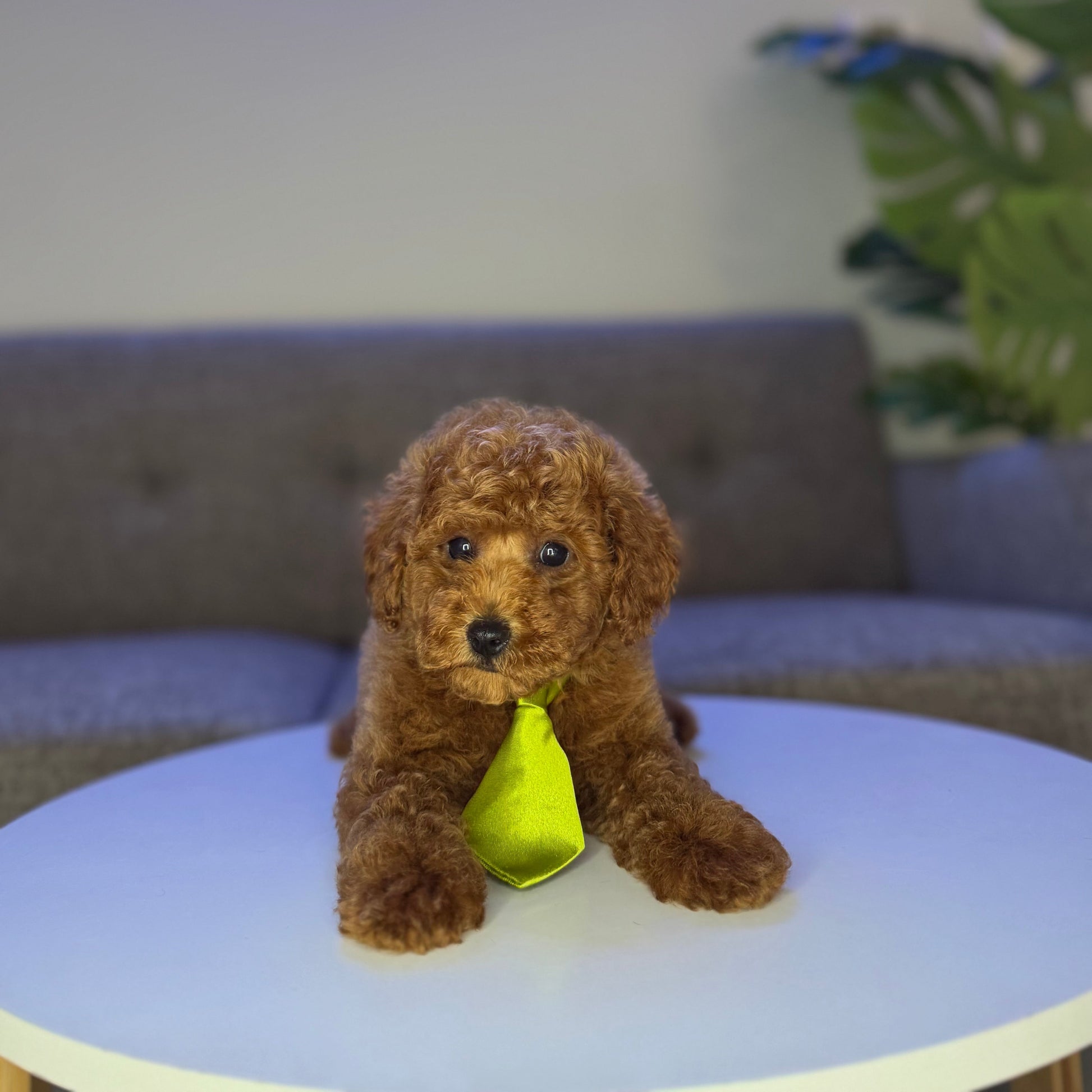Puppy Mansion 