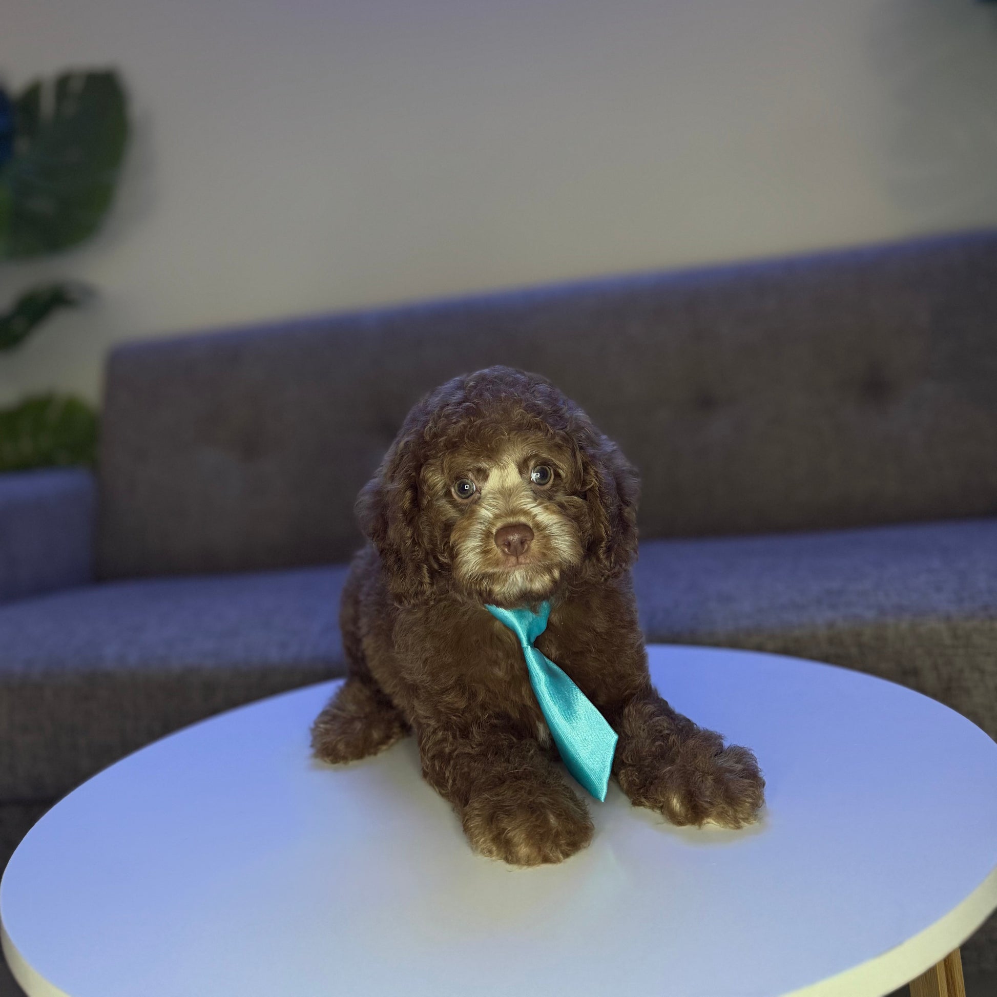Puppy Mansion 