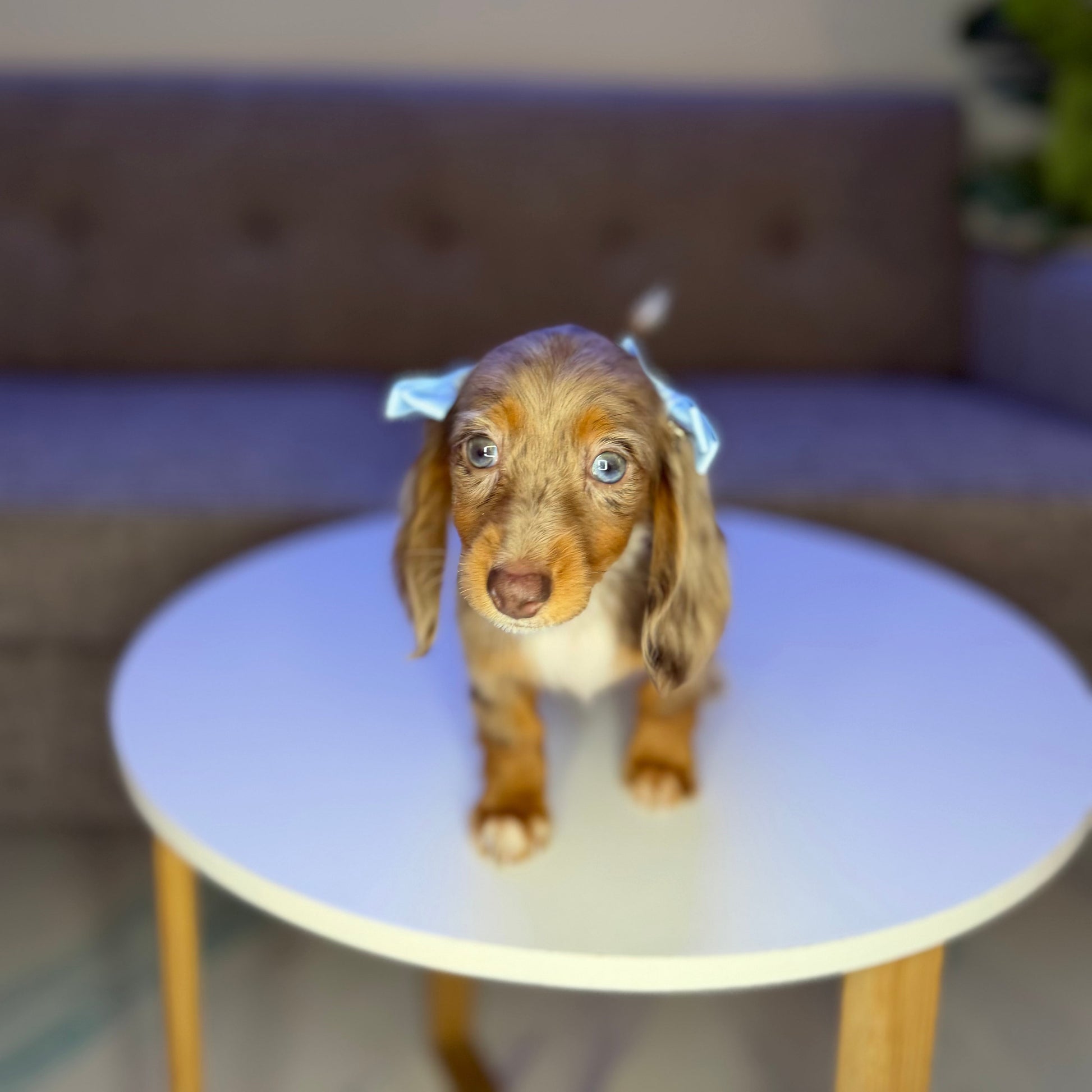 Puppy Mansion 
