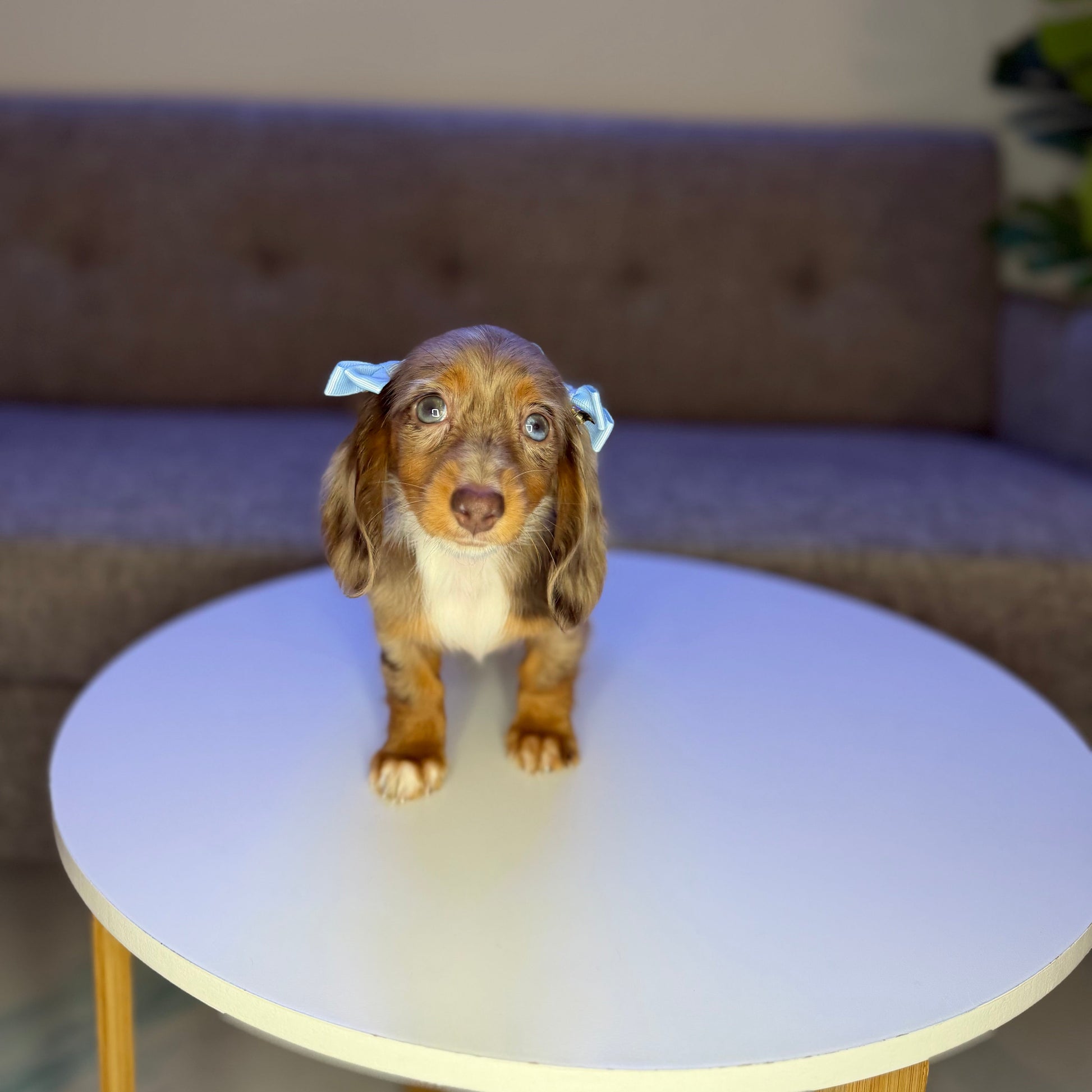 Puppy Mansion 