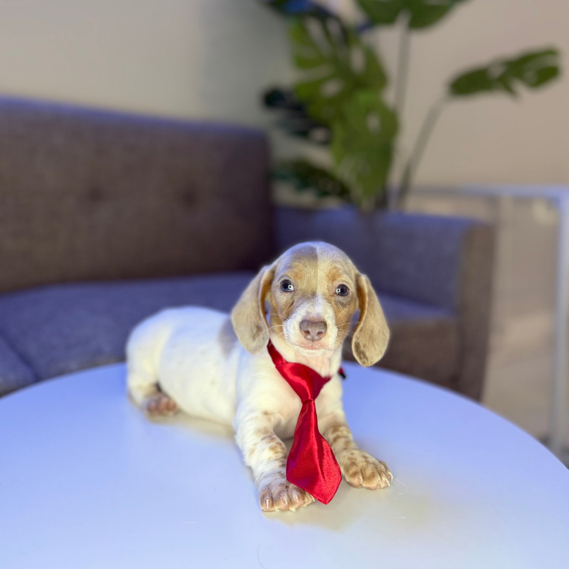 Puppy Mansion 