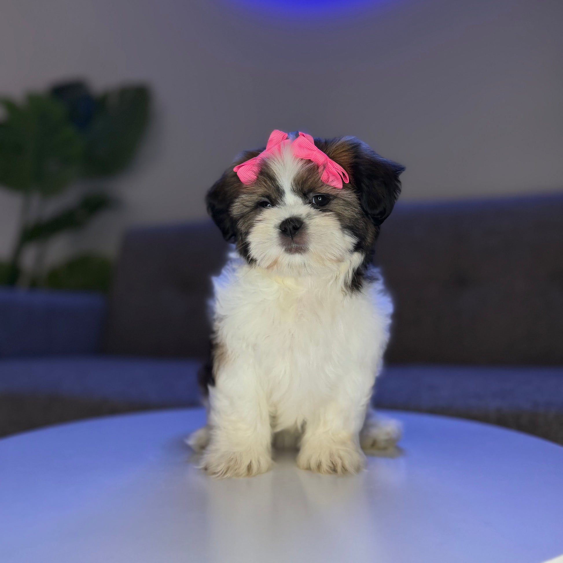 Puppy Mansion 