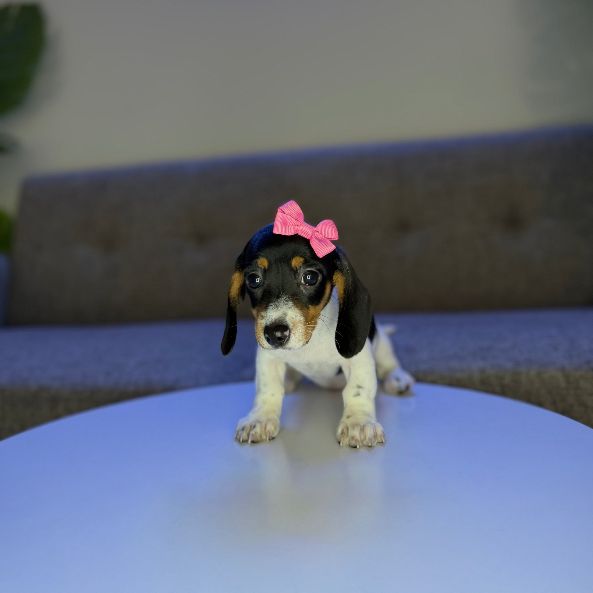 Puppy Mansion 