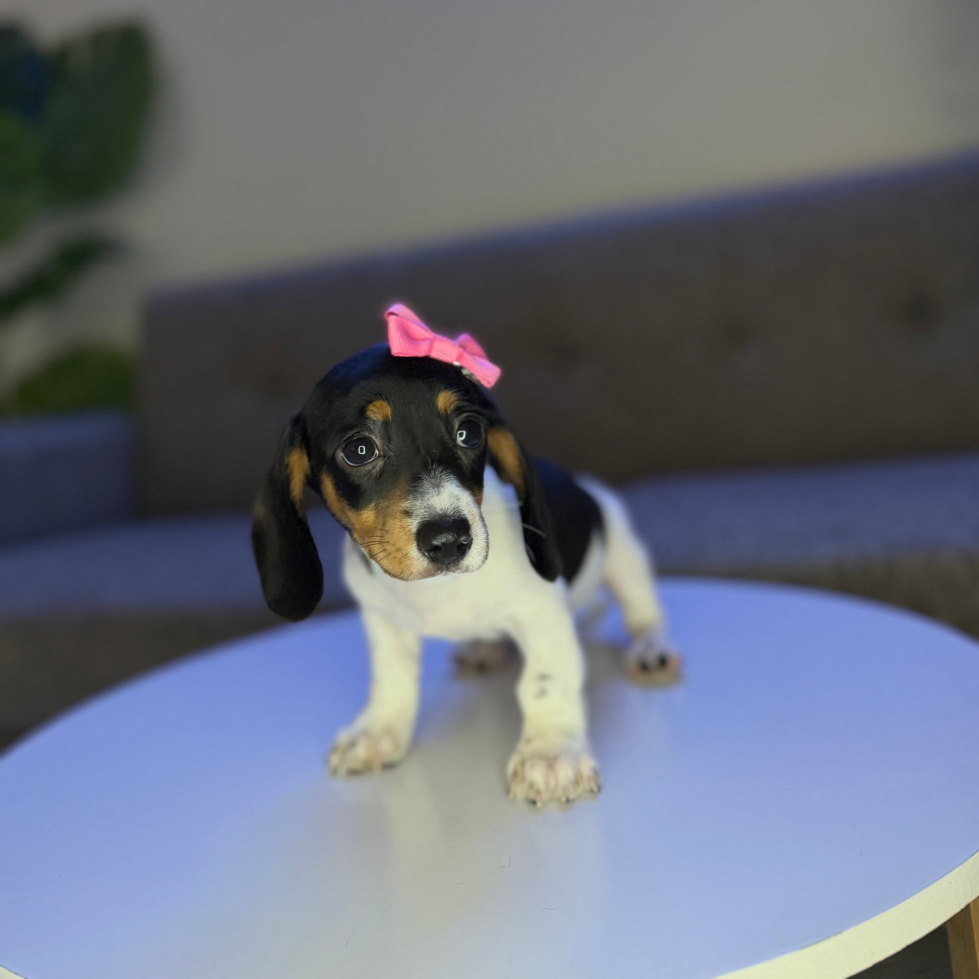 Puppy Mansion 