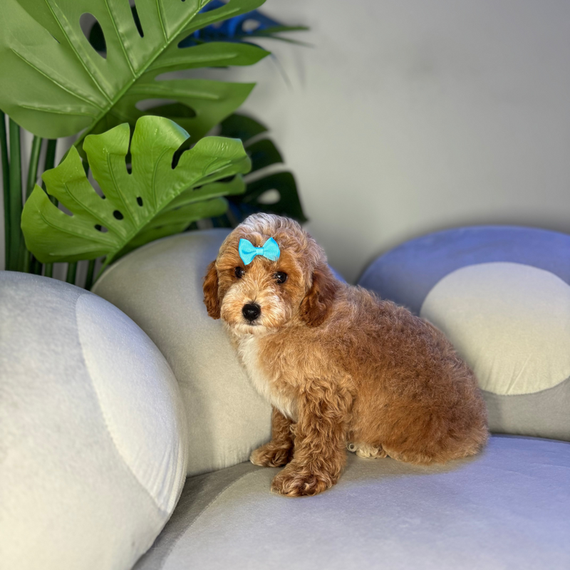 dog-image