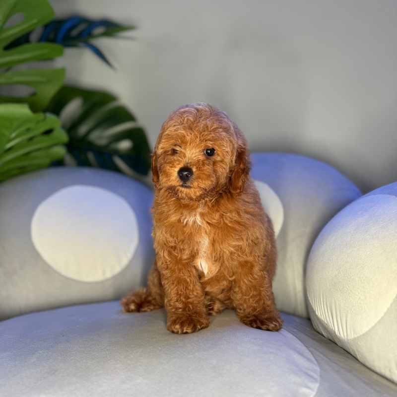 dog-image