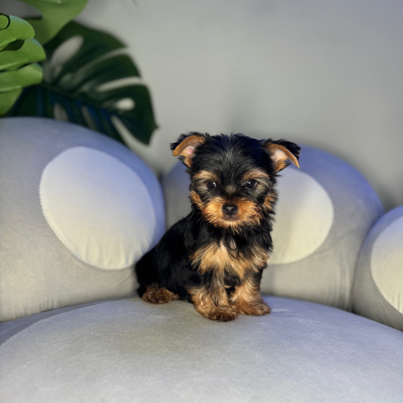 dog-image
