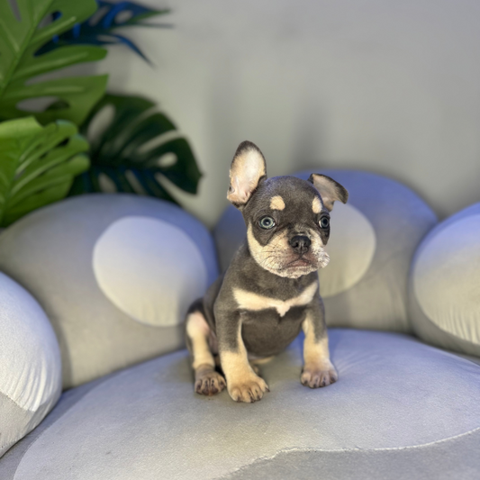 French Bulldog Puppies for Sale in Miami Puppy Mansion