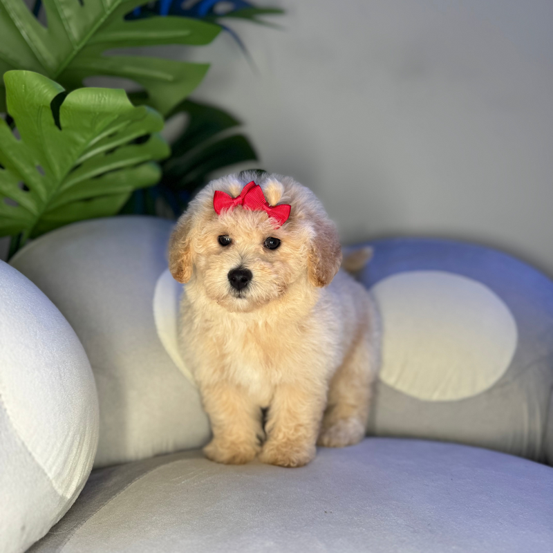 dog-image