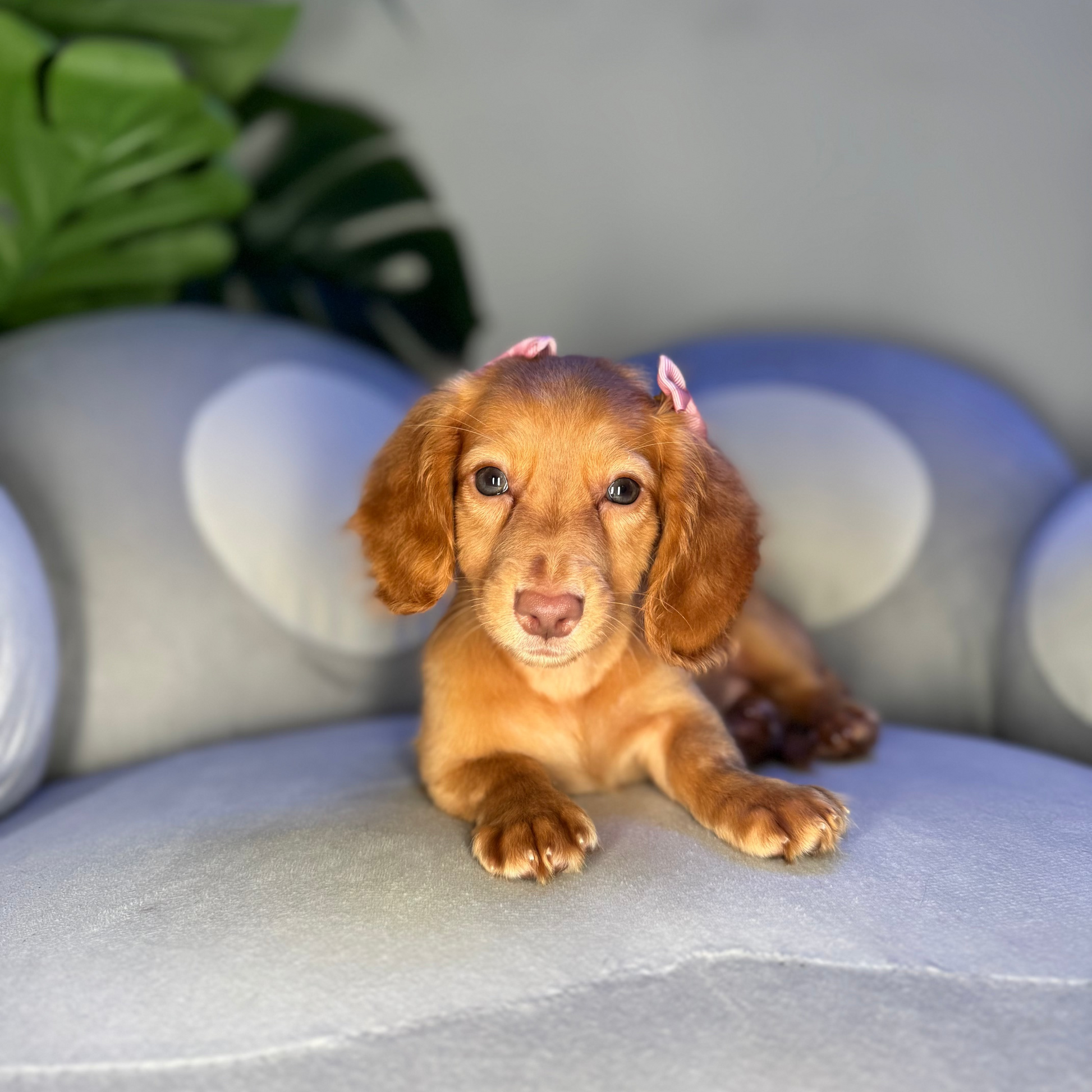 Puppy Mansion 