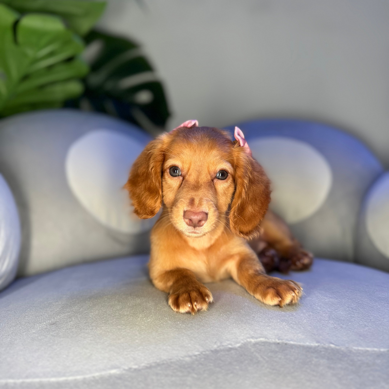 dog-image