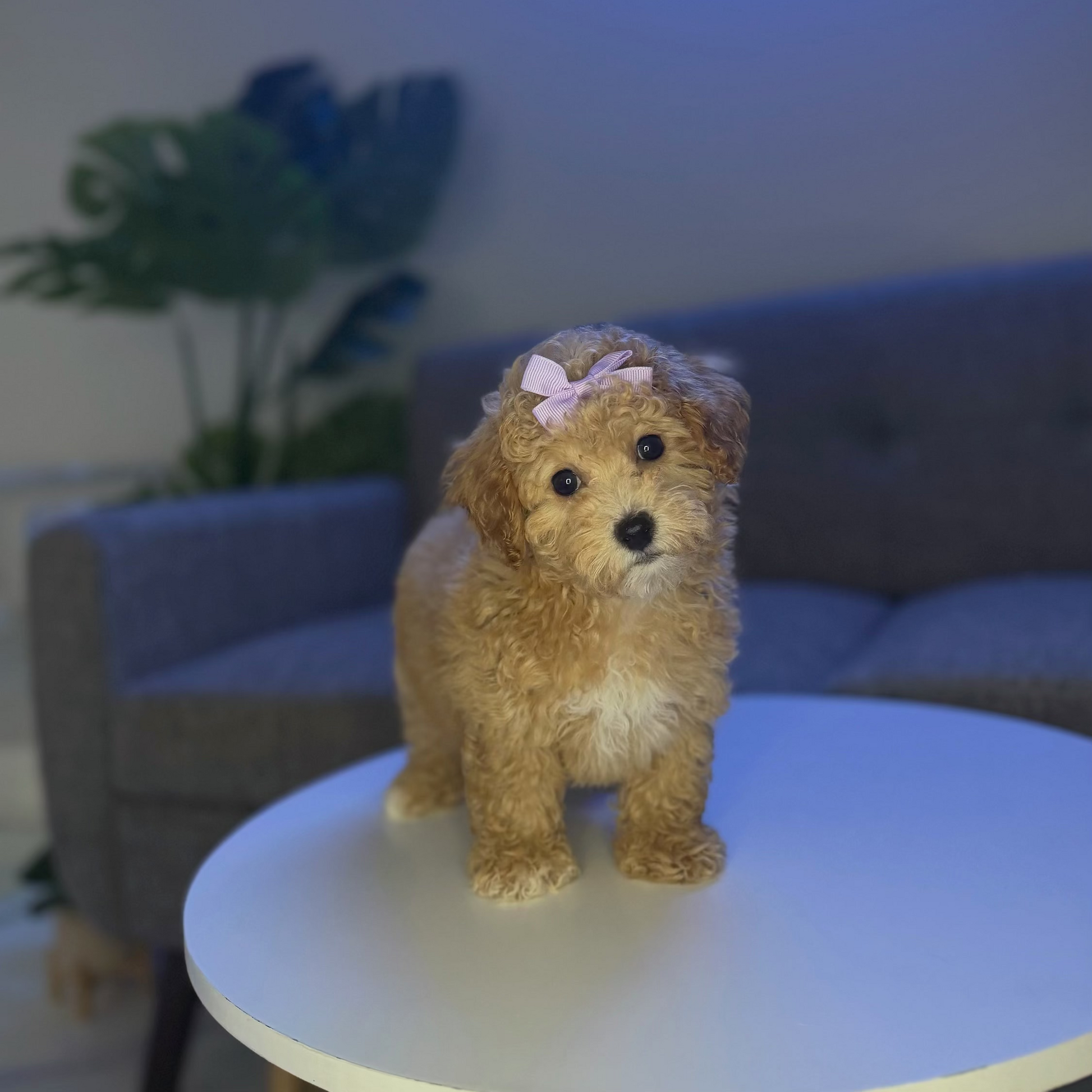 Puppy Mansion 