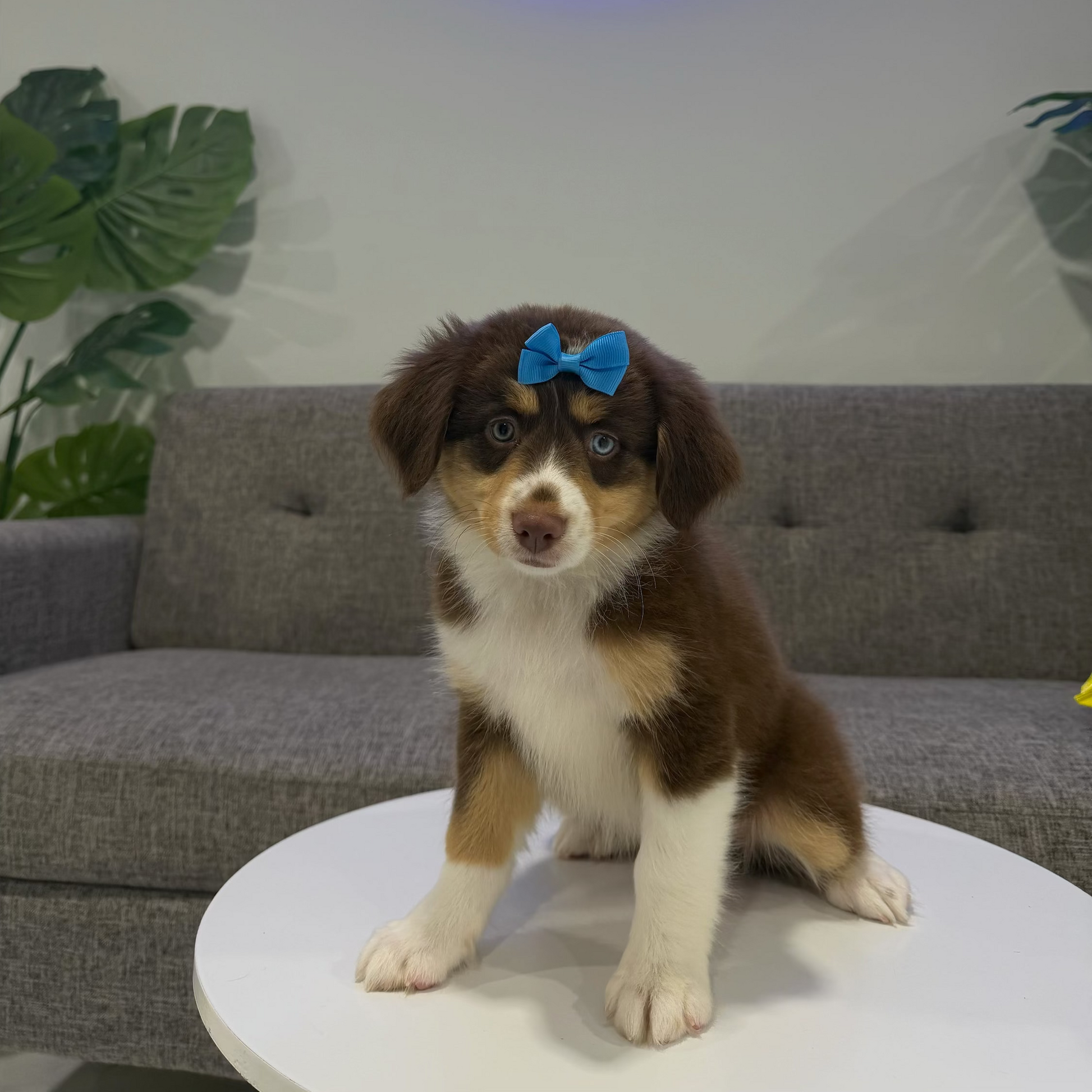 Puppy Mansion 