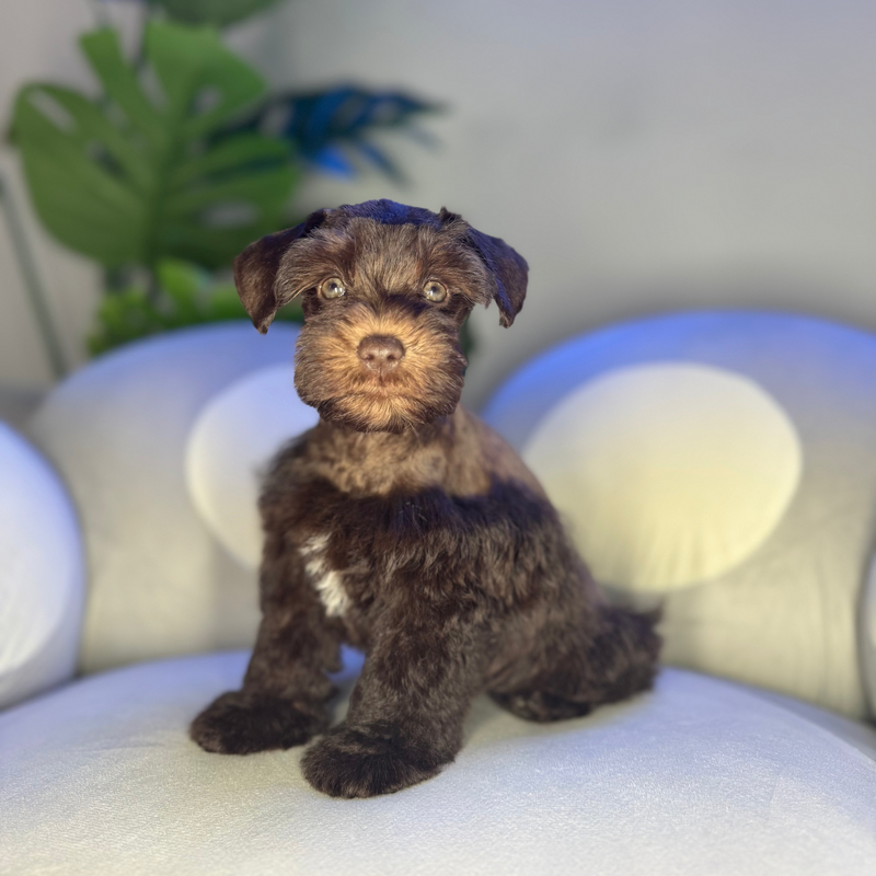 dog-image