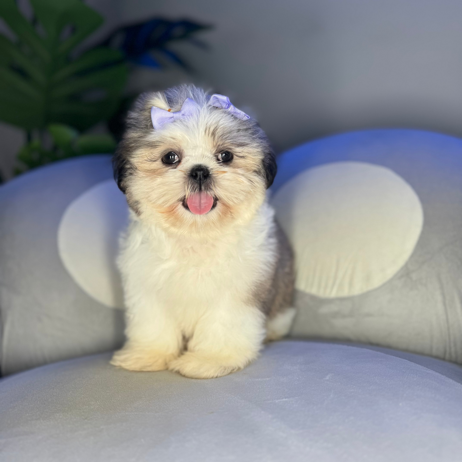 Puppy Mansion 