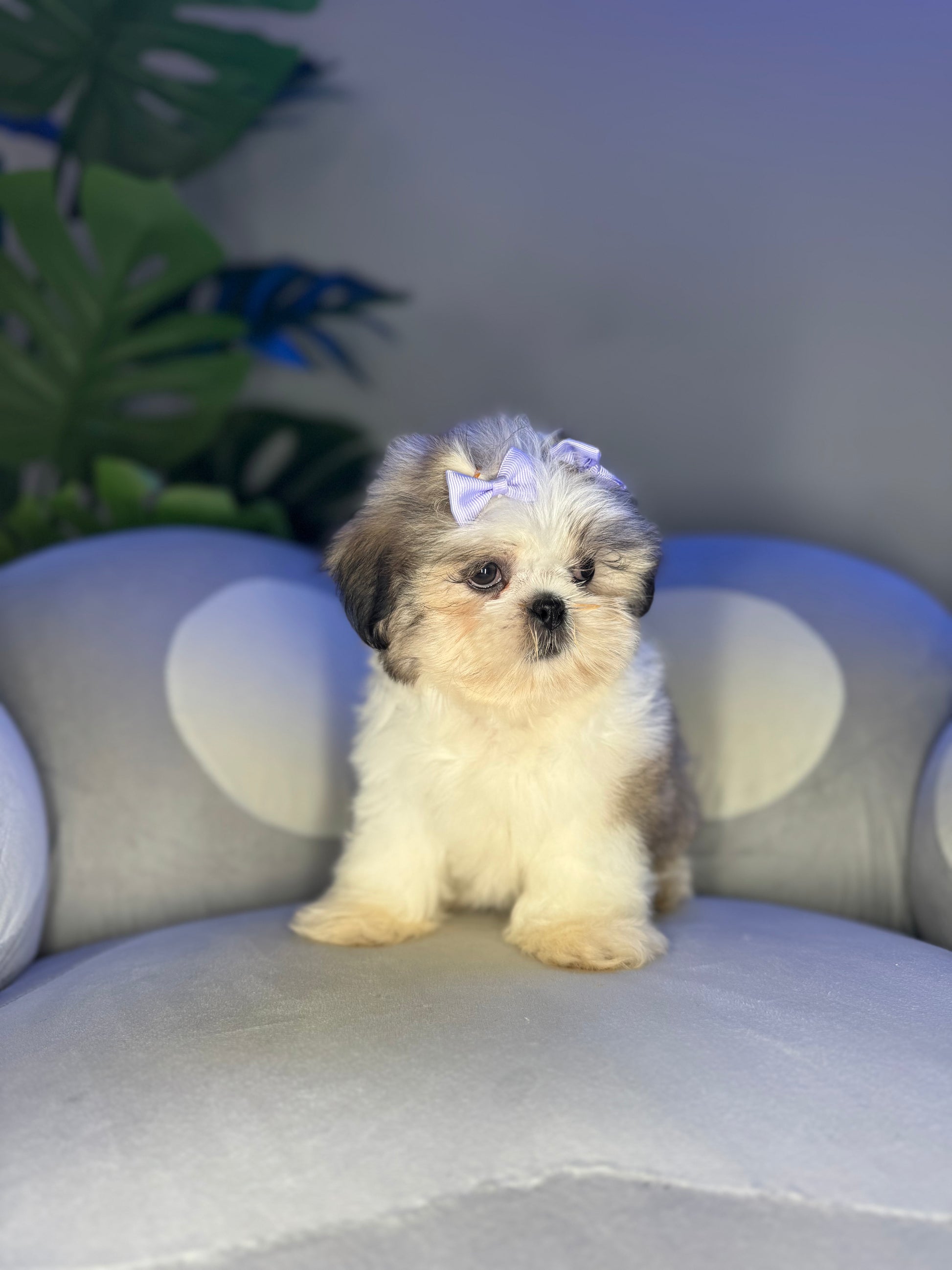 Puppy Mansion 