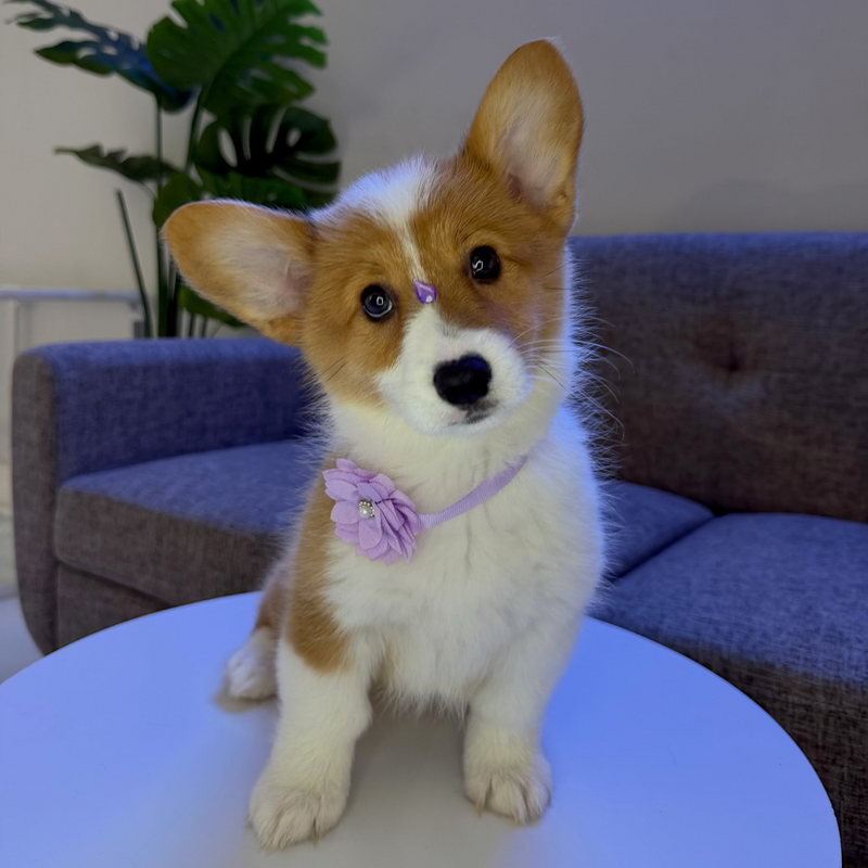 dog-image