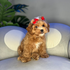 Kiki