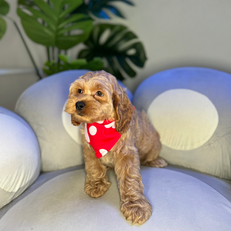 dog-image