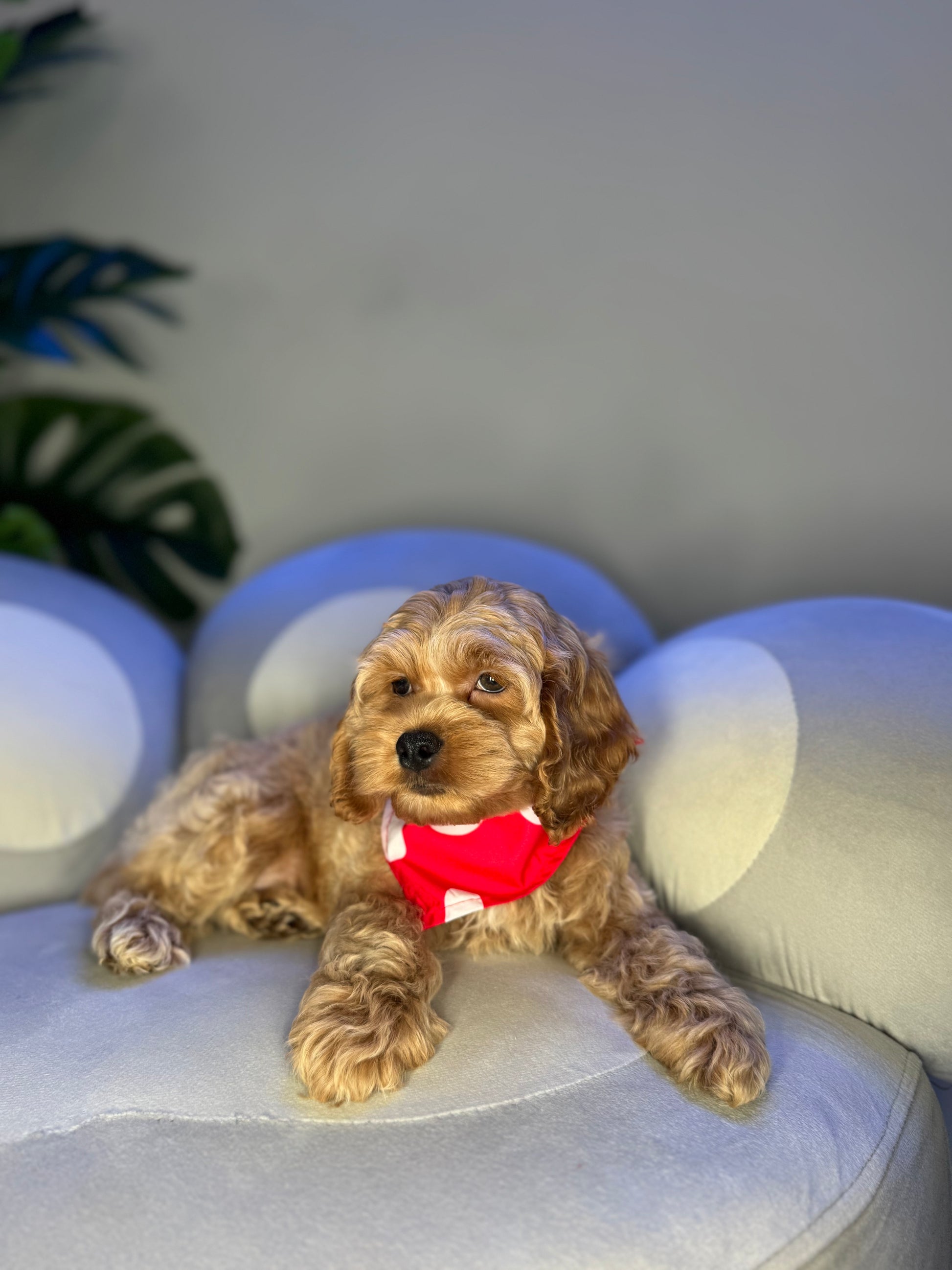 Puppy Mansion 