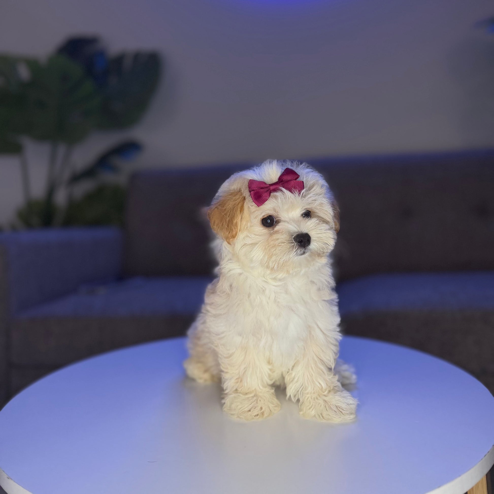 Puppy Mansion 