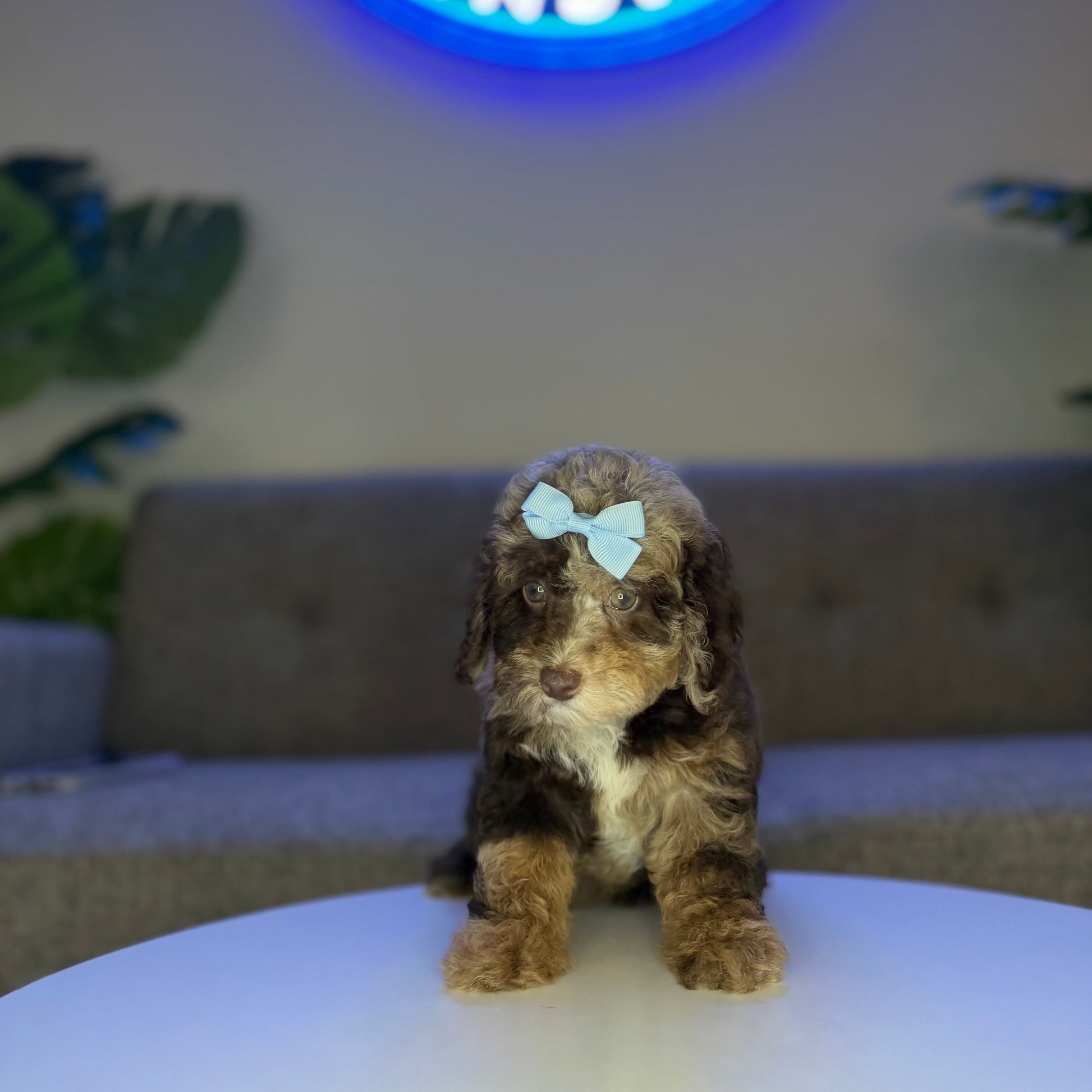 Puppy Mansion 