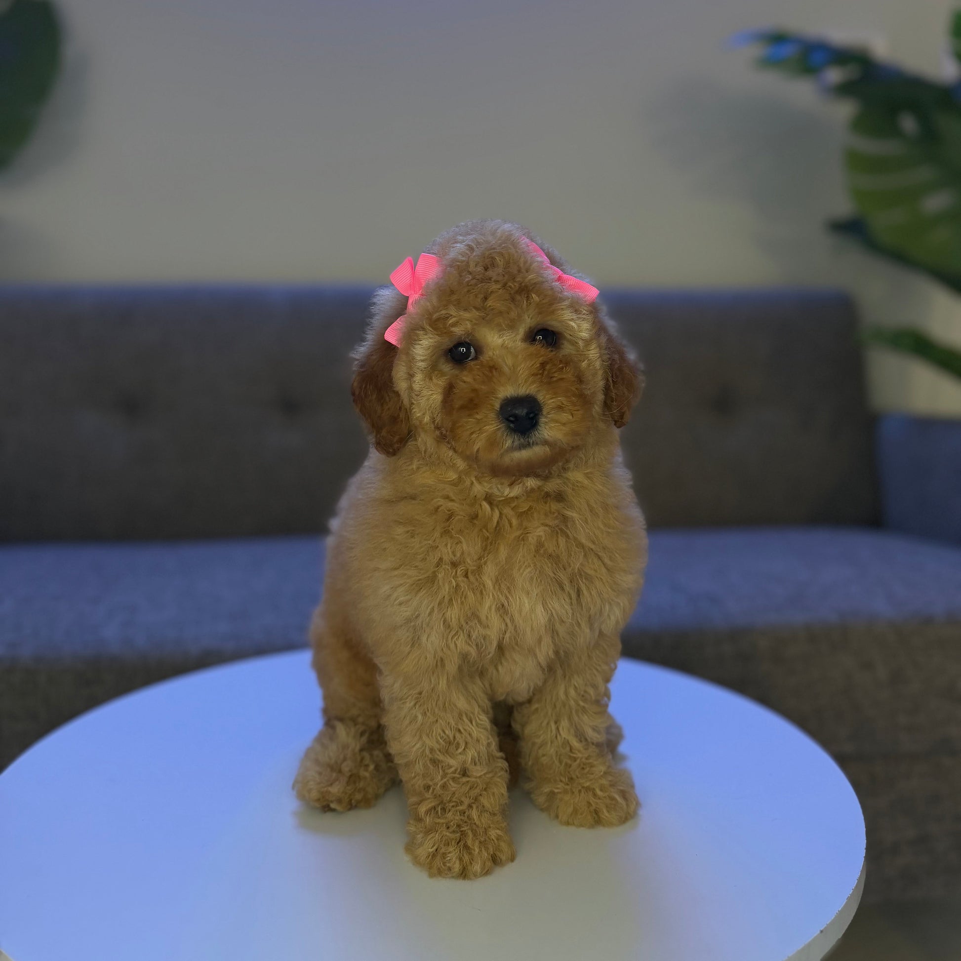 Puppy Mansion 