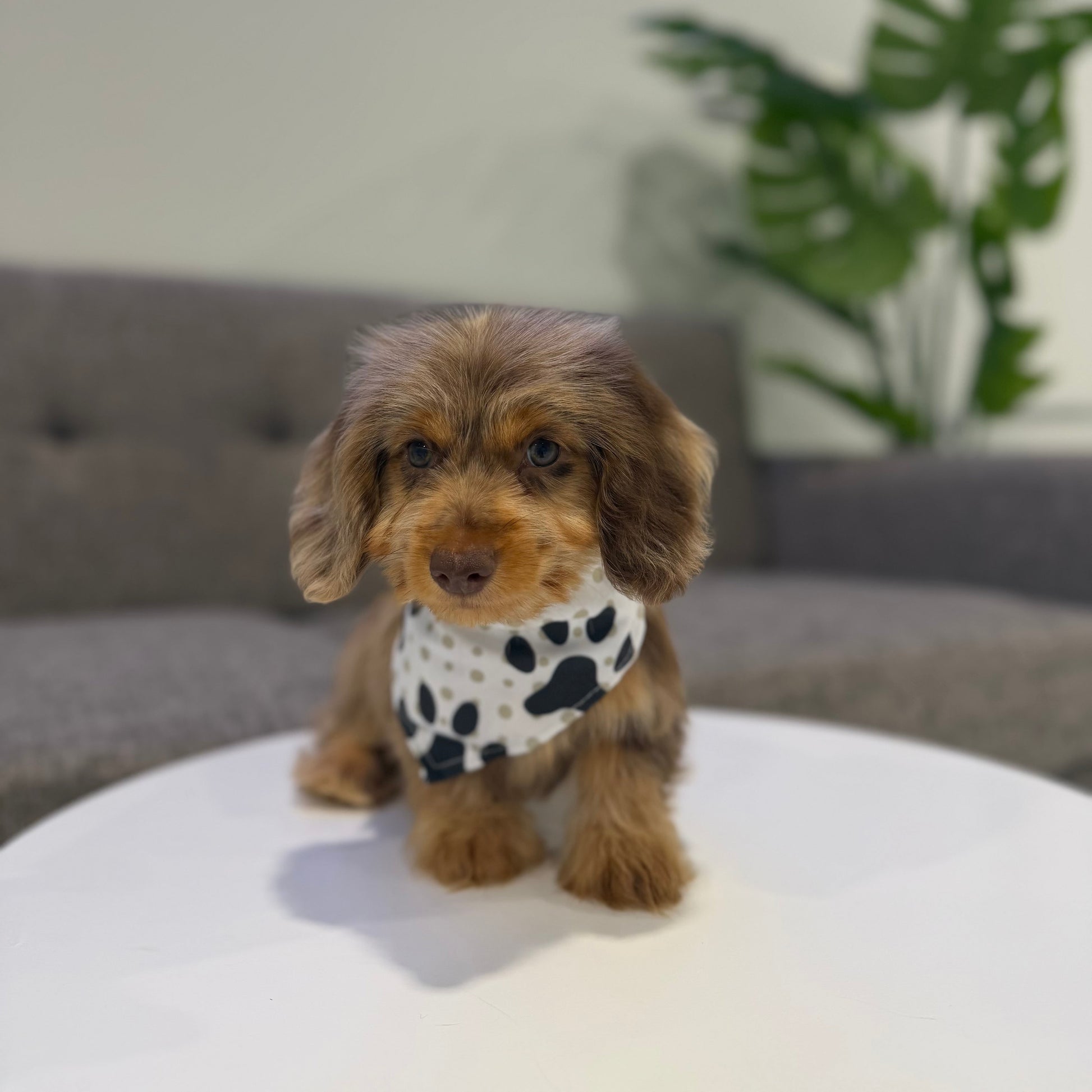Puppy Mansion 