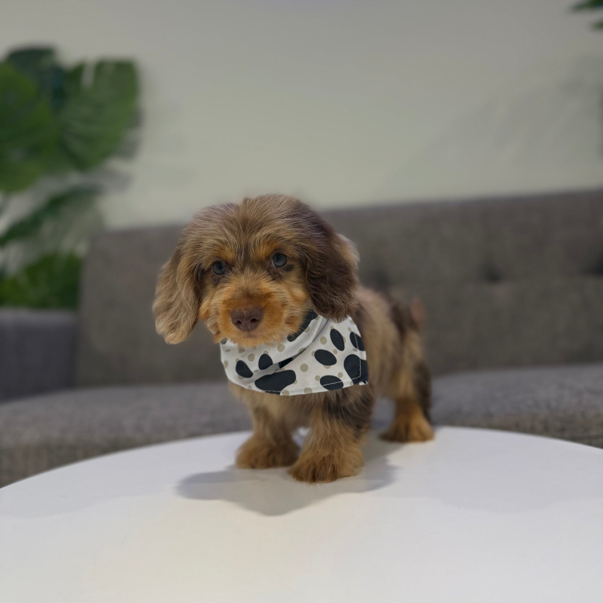 Puppy Mansion 
