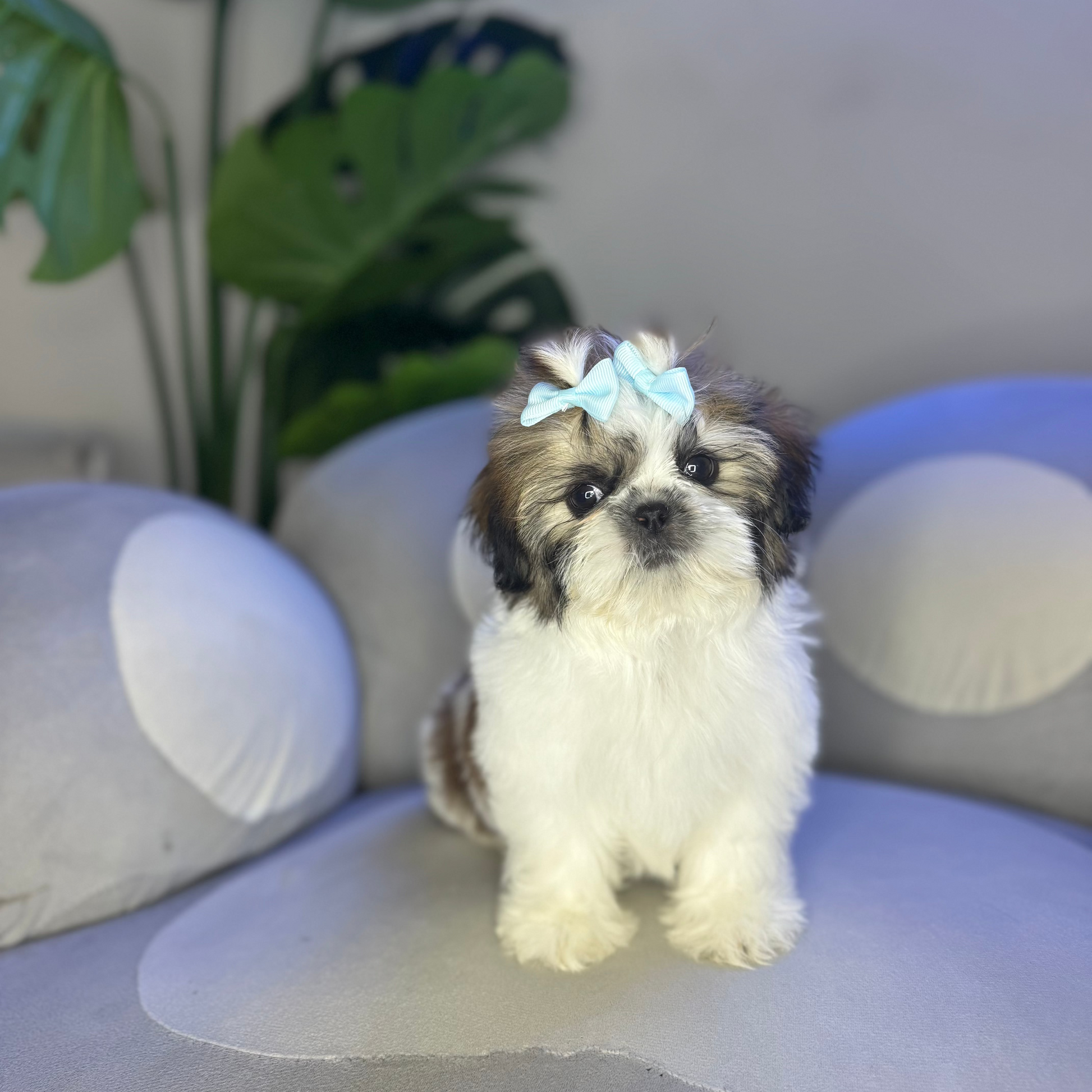 Puppy Mansion 