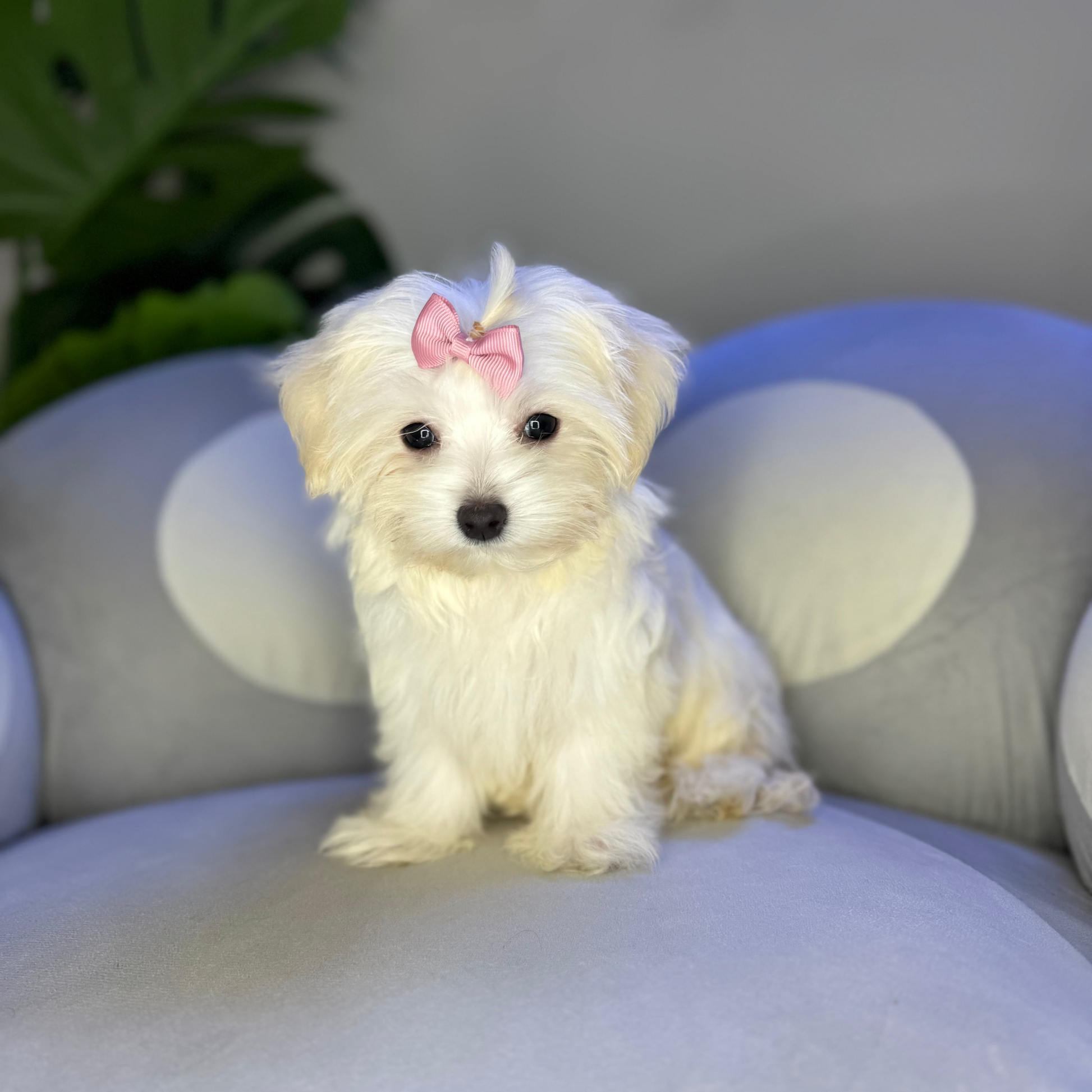 Puppy Mansion 